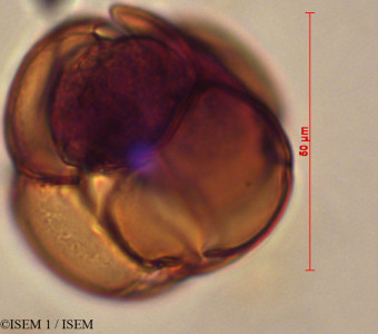 ISEM 1/Cavendishia_grandifolia_29349/Cavendishia_grandifolia_29349_0001(copy)_thumb.jpg